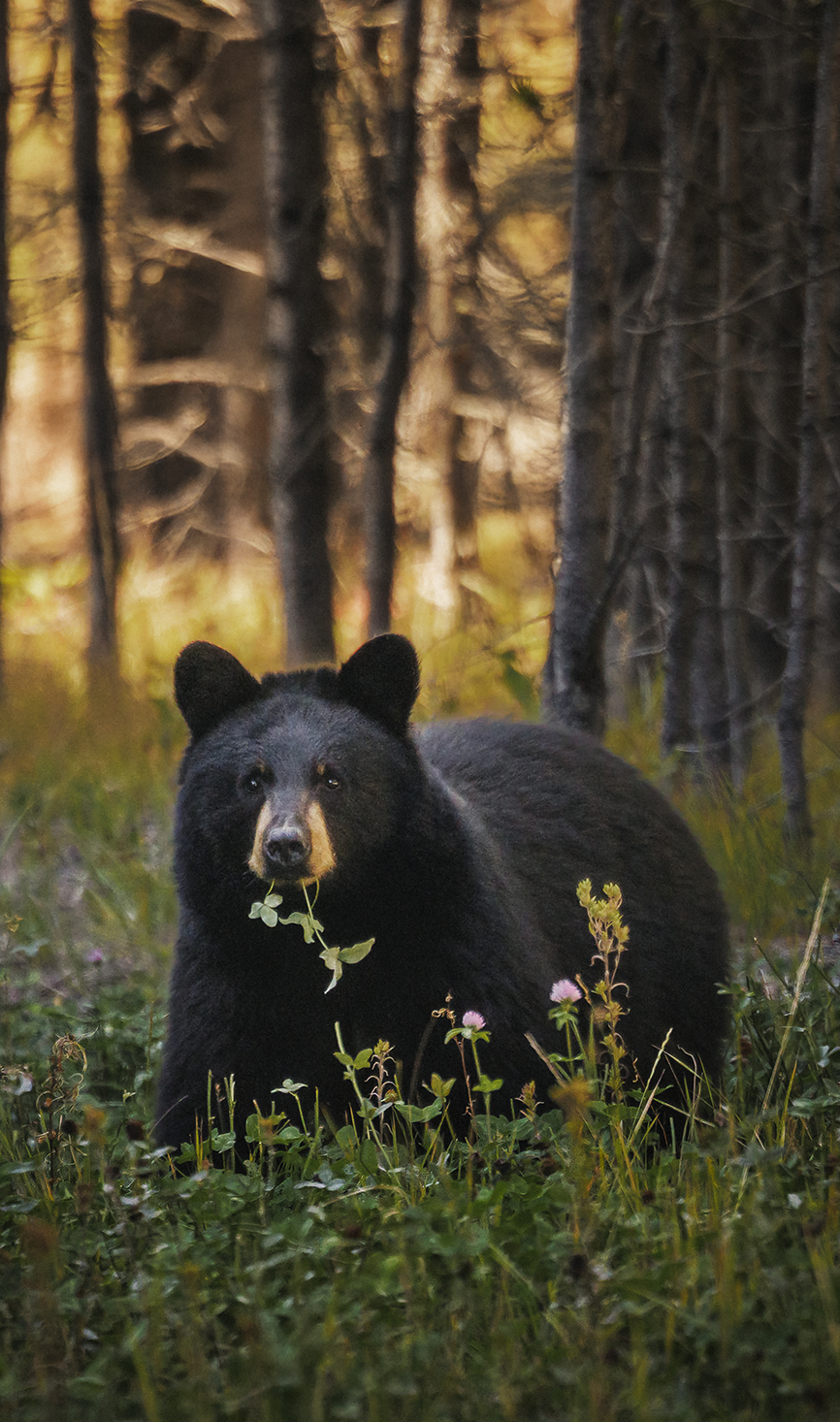 A black bear with a tan muzzle stands in a patch of clover and tall grass, a leafy stem hanging from its mouth as it looks toward the camera. Pink clover blossoms bloom in the foreground, and dark tree trunks rise behind it against warm, golden evening light.